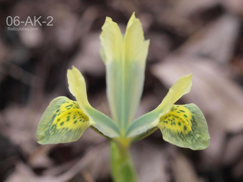 The next most interesting new hybrid was 06-AK-2, an amazing green on yellow, which opened coincidentally on Easter Sunday. You couldn't think of anything more lovely for Easter!