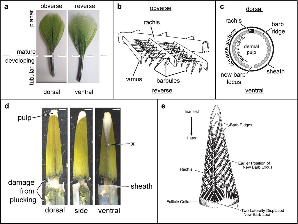 242 FEO AND PRUM Figure 1. Morphology and development of feathers. a: Amazona amazonica upper tail covert plucked mid development.