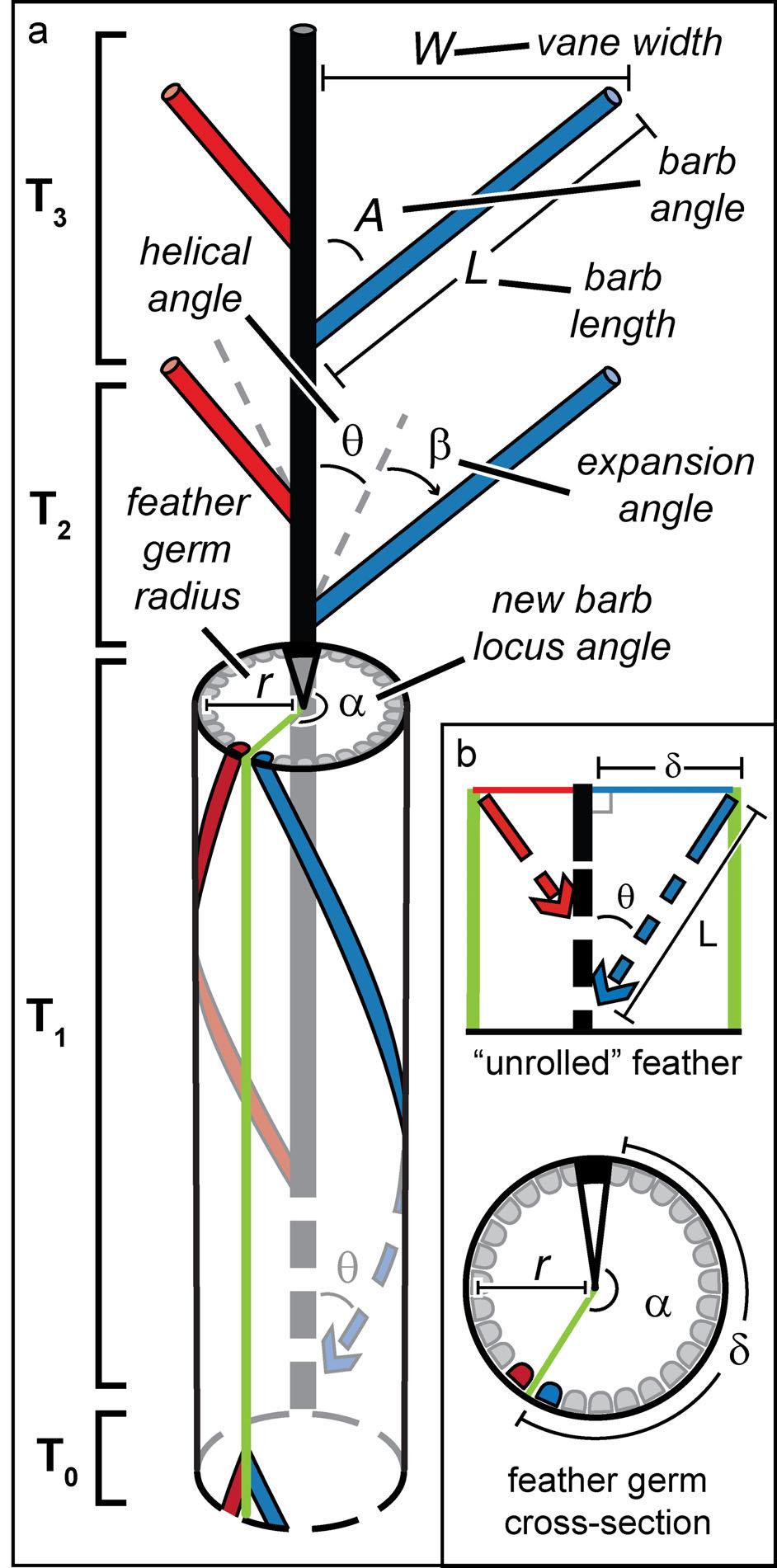 MORPHOLOGY AND DEVELOPMENT OF FEATHER ASYMMETRY 243 and new barb locus specify an arc with a subtending angle (a), hereafter referred to as the new barb locus angle.