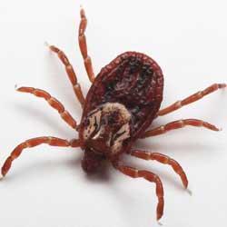 Wood ticks (or dog ticks) are the most frequently encountered ticks in Harvard. (Courtesy photos) Deer ticks have reddish brown bodies with darker heads. They start life the size of a poppy seed.