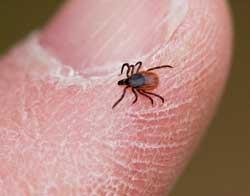 Tucking pants into socks will help keep ticks on the outside of clothing, and light-colored clothing will make ticks easier to spot. Stay away from the edges of trails.