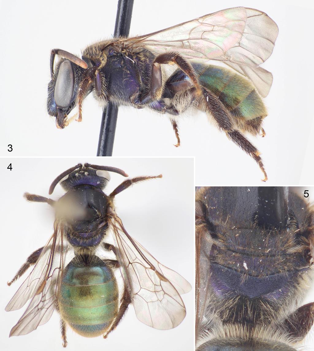 4 Journal of Melittology No. 33 Figures 3 5. Female of Caenaugochlora (Caenaugochlora) elpidia, new species. 3. Lateral habitus. 4. Dorsal habitus. 5. Detail of propodeum.