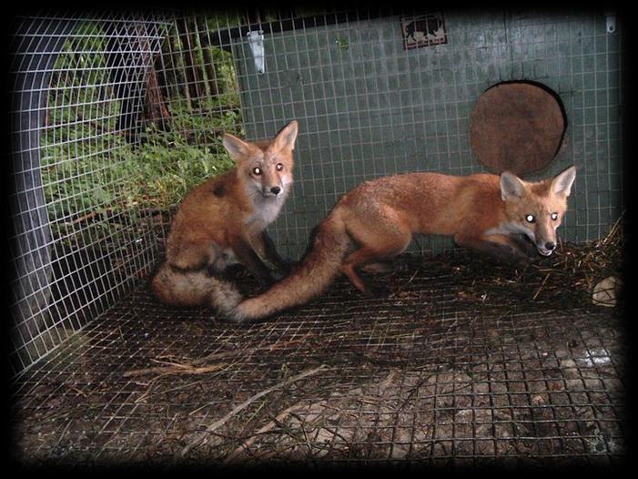 I provide the adult foxes with enough food for themselves and the pups, and then watch as the adults pick up the food and take it to the young.