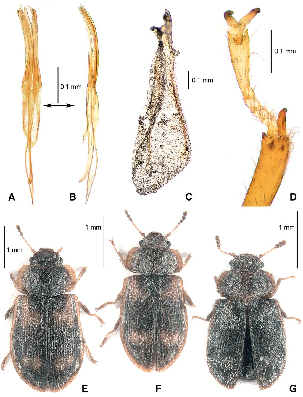 Acta Entomologica Musei Nationalis Pragae, 54 (supplementum), 2014 207 Fig. 4. A D Afrocyrona pedestris sp. nov.