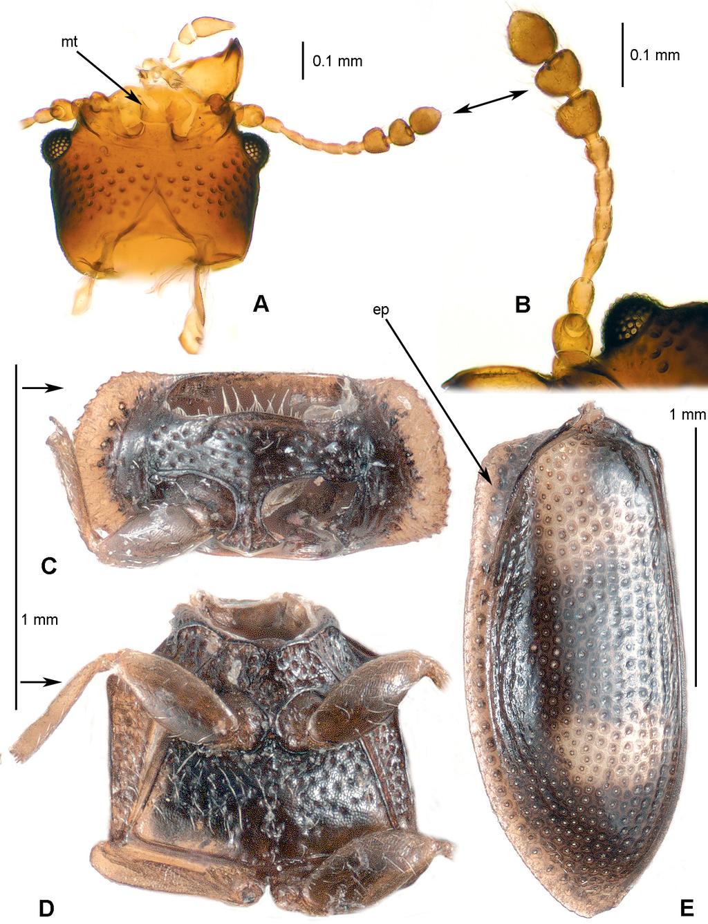 Acta Entomologica Musei Nationalis Pragae, 54 (supplementum), 2014 201 Fig. 2. Afrocyrona volatilis sp. nov.