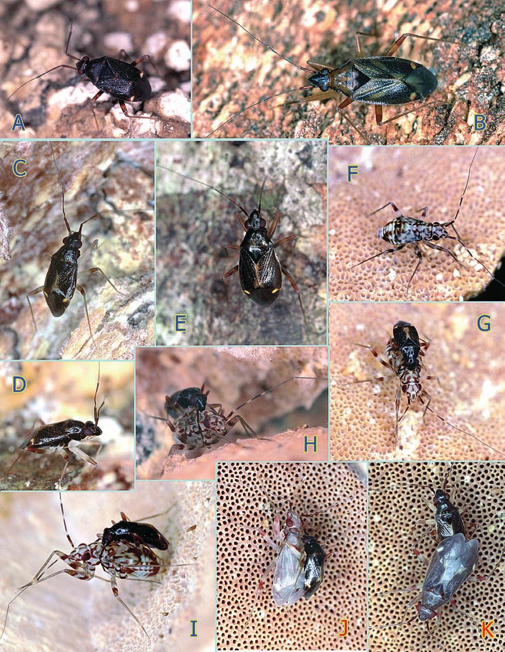 Fig. 7: Yamatofulvius species. (A) Y. minutus nov.sp., female; (B) Y. sinuicornis, female; (C-K) Y.