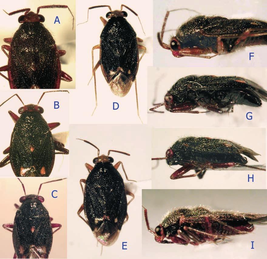 Fig. 2: Japanese Bothriomiris species. (A, F) B. capillosus; (B, G) B. ernsti nov.sp.; (C, H) B. gotohi; (D, H, I) B. yakushima nov.sp.; (A-E) dorsal habitus; (F-I) left lateral view; (A-D, F-I) male; (E) female.