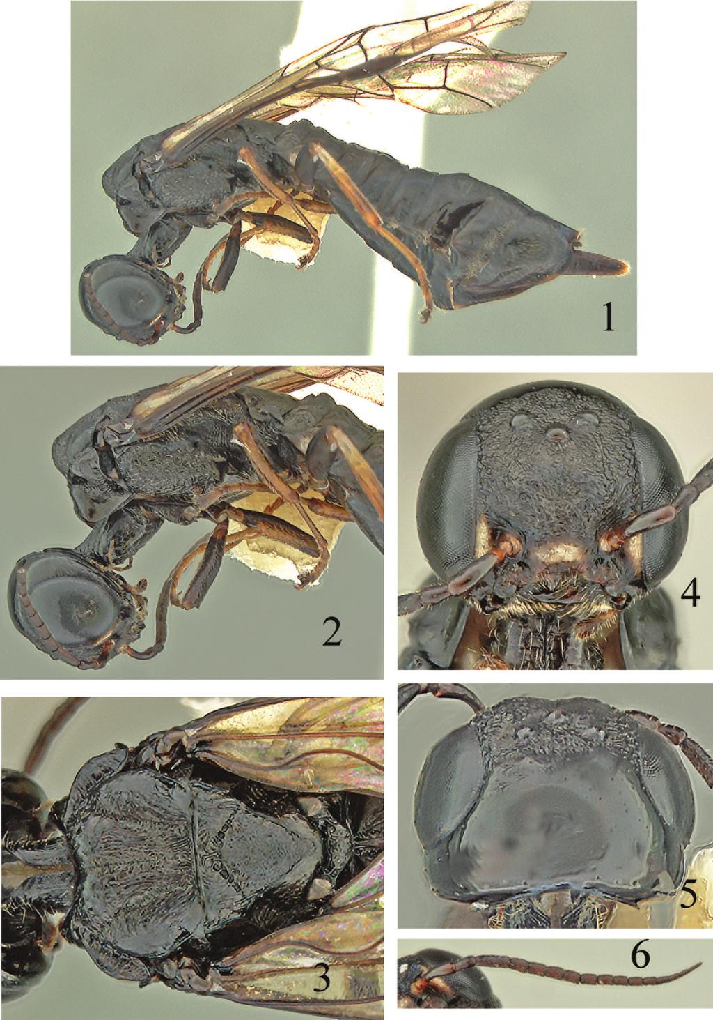 Additions to the xiphydriid woodwasp (Hymenoptera, Xiphydriidae)... 69 Figures 1 6.