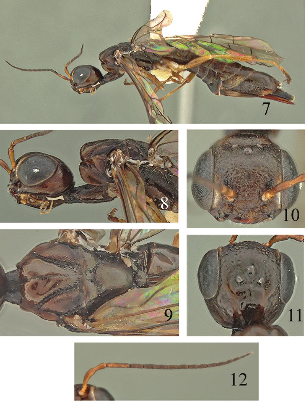 Additions to the xiphydriid woodwasp (Hymenoptera, Xiphydriidae)... 71 Figures 7 12. Calexiphyda crocea, female.