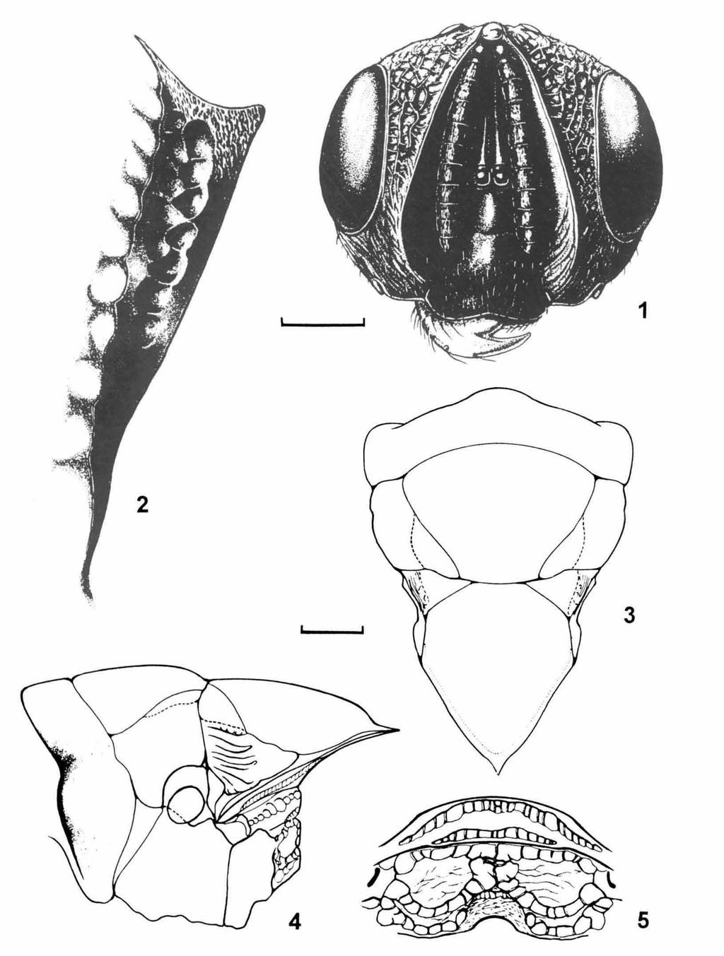 224 Darling. New species of Krombeinius from Indonesia. Zool. Med. Leiden 69 (1995) Figs. 1-5, Krombeinius dictyon, spec. nov.