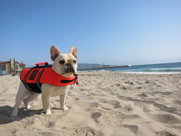 It Pays to Be Prepared! Betty the Prepared Dog Betty lives on the CA coast.