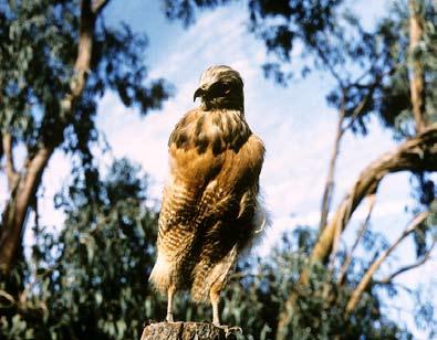 July, The Red-Shouldered Hawk, 1993/2011.
