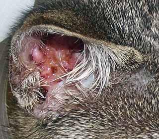 Figure 2. Proliferating necrotising otitis in a cat. Image: S Warren. Proliferating necrotising otitis (Figure 2) is a rare skin disease in cats; however, it is more commonly seen in young cats.