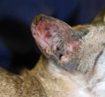 pinnae of a cat with mosquito bite hypersensitivity. Image: S Warren.