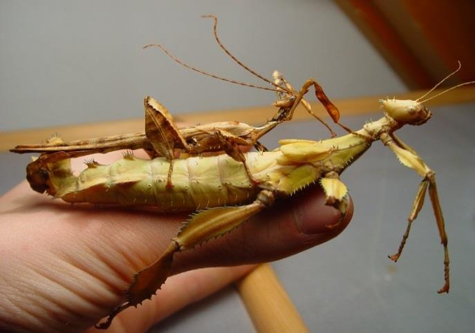 Giant prickly walkingstick (Extatosoma tiaratum): This species generally drops their eggs as they are