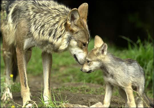 PETITION TO LIST THE GRAY WOLF (CANIS LUPUS) AS AN ENDANGERED SPECIES UNDER THE CALIFORNIA ENDANGERED SPECIES ACT CENTER FOR