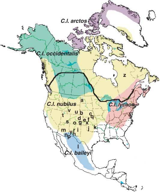 Figure 1. Historic distribution of the gray wolf in North America and the five defined subspecies (Nowak 1995).