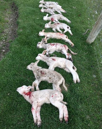 Lambs don t stand a chance against a dog. These sheep suffered through the night before being found and put down.
