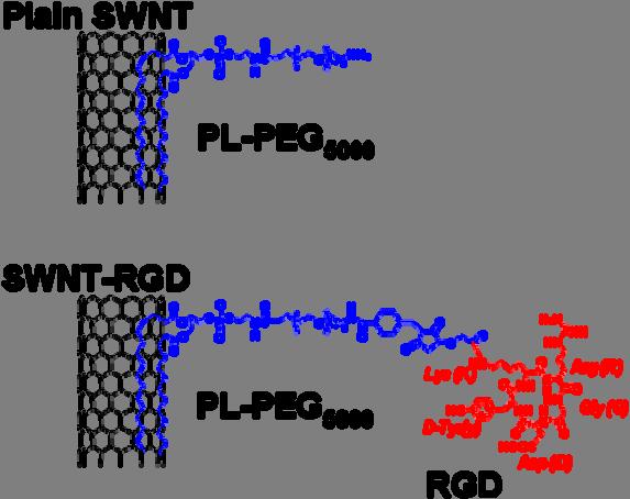 SWNT conjugates synthesis. A complete description of the synthesis of SWNT-RGD and plain SWNT can be found elsewhere 2.