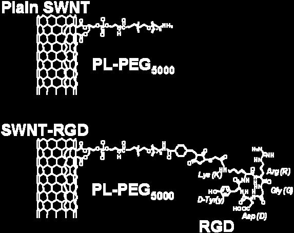 were coupled to the RGD peptides through polyethylene glycol- 5 grafted phospholipid (PL-PEG 5 ).