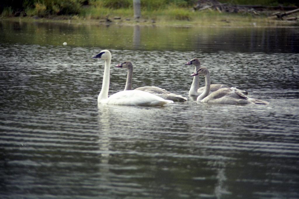 Trumpeter Swan Biology Males are called cobs
