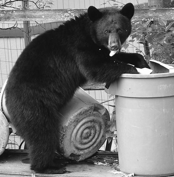 The diet of the average black bear is normally 80 percent vegetable, 15 percent insect, and 5 percent small animals, reptiles and eggs.