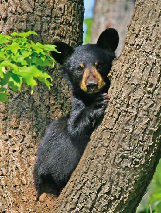 Ashley Hockenberry If you are in Florida, you should know Florida s black bear population has recovered from historically low numbers in most areas of the state, while at the same time the number of