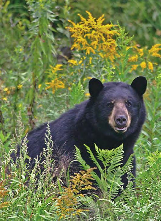 Bear-related calls to the FWC increased from about 1,000 in 2001 to more than 6,000 in 2013, with most people reporting bears in their yards or getting into garbage.
