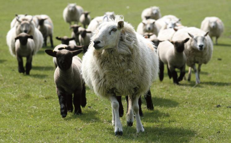 Veterinary Medicine University of Surrey Sheep Health and Welfare Conference Wednesday 26th