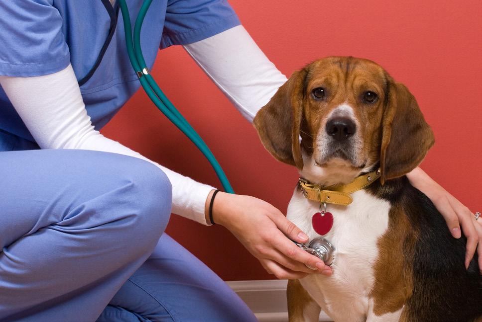 Be sure to schedule regular checkups, stay up to date on vaccines, and be sure that your pets are taking preventative flea and worm medication.