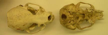 Europe and Asia. Mustelids have only 2 lower molars and 1 upper molar. The auditory bullae are flattened, and the skull and body are elongated relative to typical mammalian body plan.