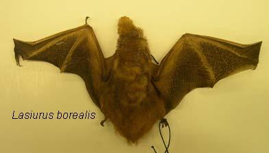 Fur is black with silvery tips, the origin of the common name. Color is unique among Minnesota bats. The interfemoral membrane is lightly furred on the upper surface. Ears are round, hairless.