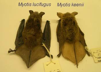 specimens in the UMD collection). Total length is about 90 mm (range 80 100), shorter than the largest bats in Minnesota. Tail length of 38 mm (31 48), with body mass 7 to 11 g. Grayish underneath.