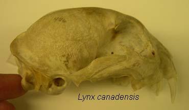 Carnivora Felidae Lynx rufus Bobcat Description: Redder/browner fur than lynx, ear tufts and sideburns (ruff) not as pronounced.