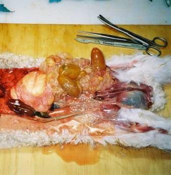 Steps 12-15: Did the lamb die from Other causes? See page 12 for details. NO YES 12 Is there infection around the navel?