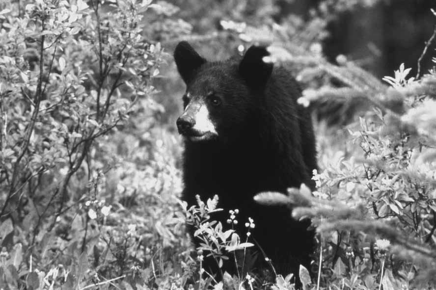 For more information about bears in the Northwest Territories visit our ENR website at: http://www.enr.gov.nt.