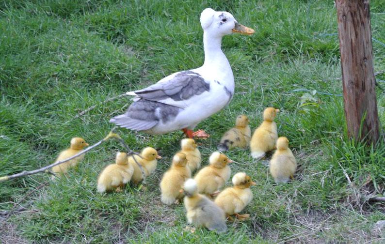 There are not many breeders of the Old Dutch Crested Miniature Duck, and not all offspring will have a crest. The first ducklings we hatched were from the black bibbed duck.