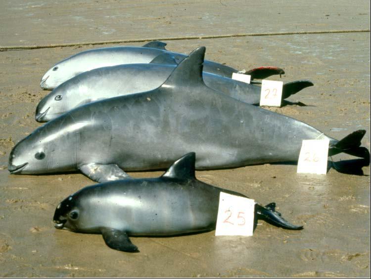 Vaquita: the most critically endangered cetacean First described in 1958