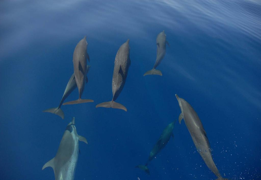 iv. The Tuna-Dolphin Issue Arguably the fishery with the largest bycatch of a single stock in the world Among the best examples