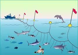 Fishing Gear 101 Longlines A long line ( main line ) with baited hooks attached at intervals by means of branch lines Hundreds to thousands of baited hooks per line Placed