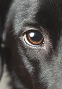 Glaucoma and Cataracts Dogs often suffer from glaucoma, an umbrella term for conditions in which fluid buildup causes abnormally high pressure in the eyeball and begins to damage the retina and optic