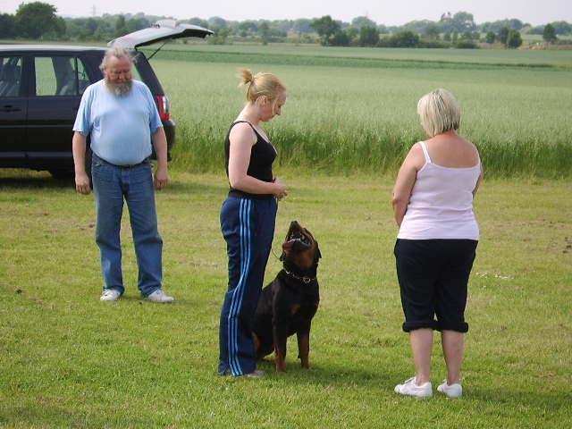 Group The dog and handler are required to walk in a figure of 8 around a group of minimum 4 people.