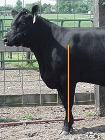 Judging Heifers Shoulder set and shape: Control degree of motion in front end Allows for flexibility Determine correct shoulder angle: