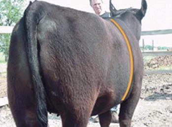 Judging Heifers Evaluating Capacity or Volume Determined by: Body