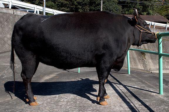 Judging Heifers Evaluating Degree of Muscling Fat can cause mistakes in