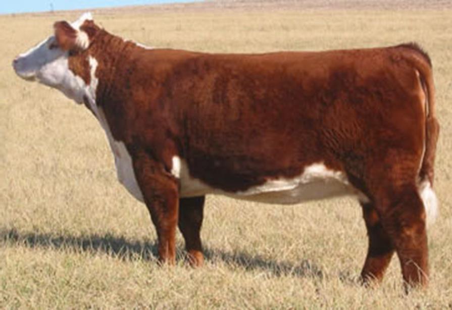 Ideal Beef Heifer Feminine head Angular through neck & shoulders Strong topline Long, level rump Neat tailhead Neat throat, dewlap &