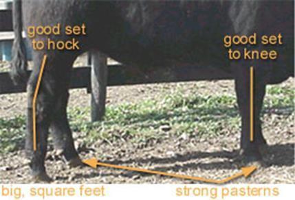 Judging Market Steers Evaluating Soundness & Structural Correctness Lack of soundness: Limits trips to feed & water Decreases growth Sound & structurally