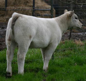 Ideal Beef Heifer Natural thickness down back & loin Long bodied Well balanced Long, smooth muscled rear