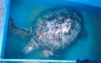 In Gulf of Mannar area Thirukkai valai (a bottom net for skates and rays) plenty of turtles