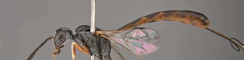Order Hymenoptera, family Gasteruptiidae 201 Plates 9 10.